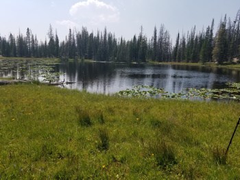 What to Do When Catfish Won’t Bite in A Pond