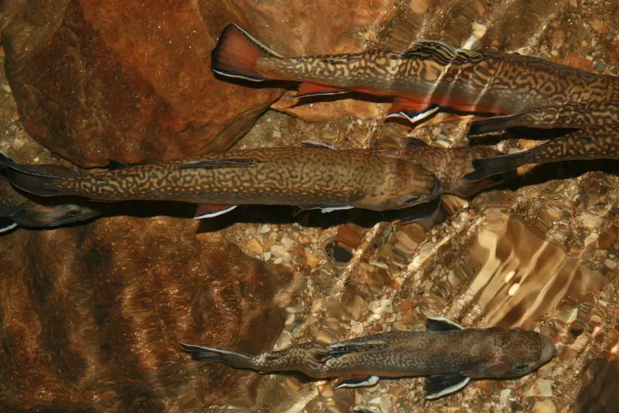 How to Catch Brook Trout in Small Streams Mountain Trails Fishing