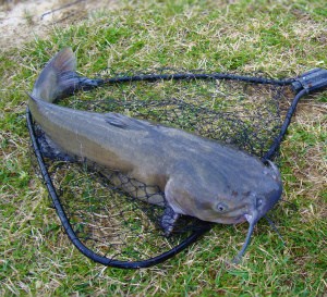 How to Catch Catfish from a Riverbank