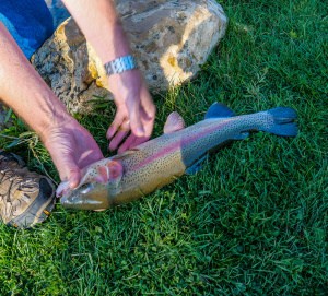 11 Reasons You Can’t Catch Trout (and What to Do Instead)