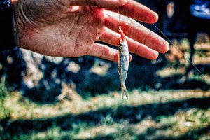 Is Live Bait Fishing Cruel?