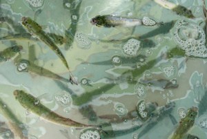 How to Keep Bait Fish from Dying