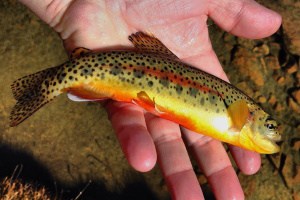 When do Brook Trout Bite Most?