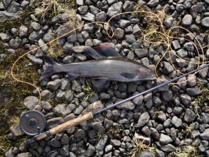 grayling arctic