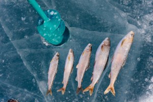 Ice fishing for grayling – tips, techniques, and what to avoid