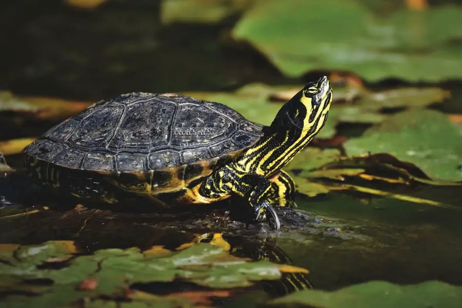 How to Avoid Turtles When Fishing – Mountain Trails Fishing